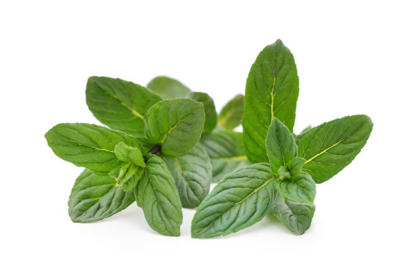 新鲜的香蜂草叶子。图片下载