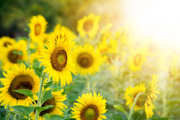 田野里的向日葵图片下载