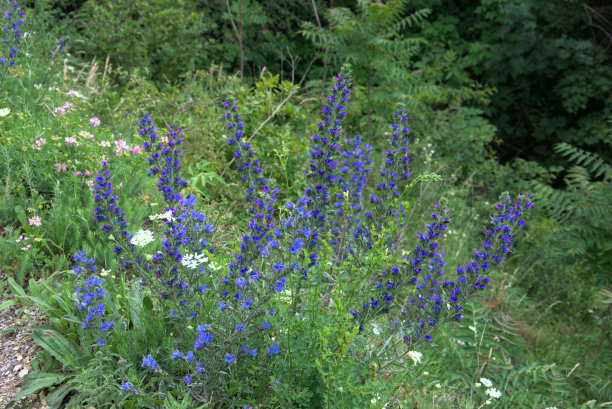 路边开着紫色的野花图片下载