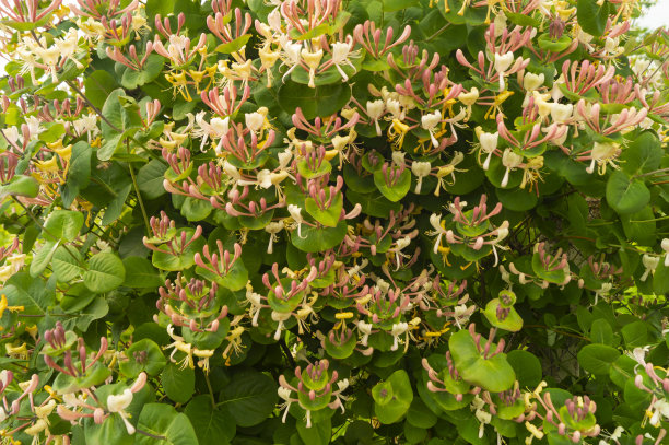 太阳日花园里的金银花开花。图片下载