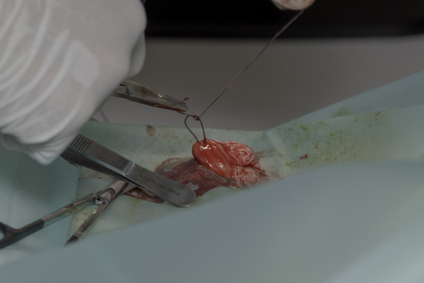 兽医进行外科手术图片下载