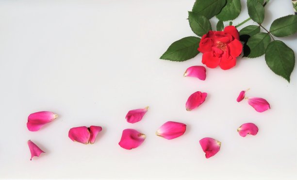 玫瑰开花了，红了，还有花瓣;白色背景;本空间图片下载