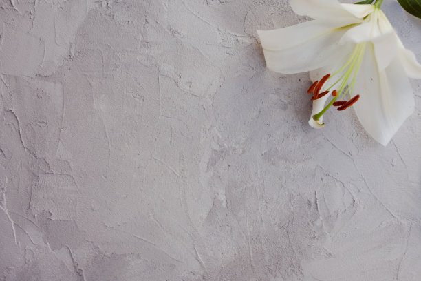 时尚的极简设计与白色百合在灰色背景纹理的水泥。图片下载