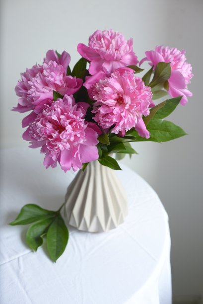 白色背景上的粉色牡丹图片下载