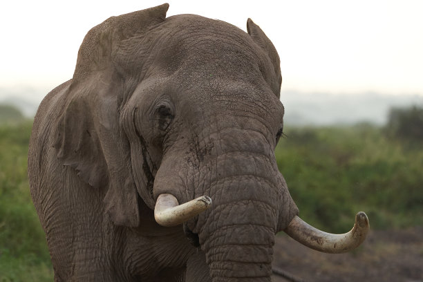 大象巨大的Tusker安博塞利图片下载