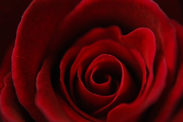 微距拍摄的红玫瑰图片下载
