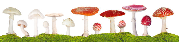 在青苔中分离出13株有毒蘑菇图片下载