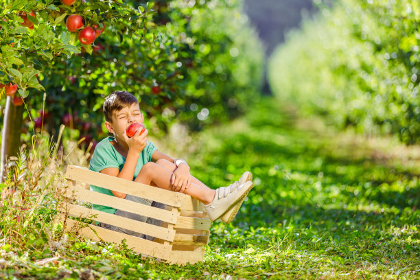 一个神奇的小男孩坐在花园里的苹果板条箱里，咬着苹果，脸上的表情很滑稽。图片下载