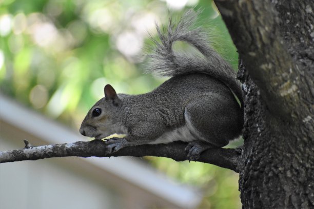 树上的松鼠图片下载