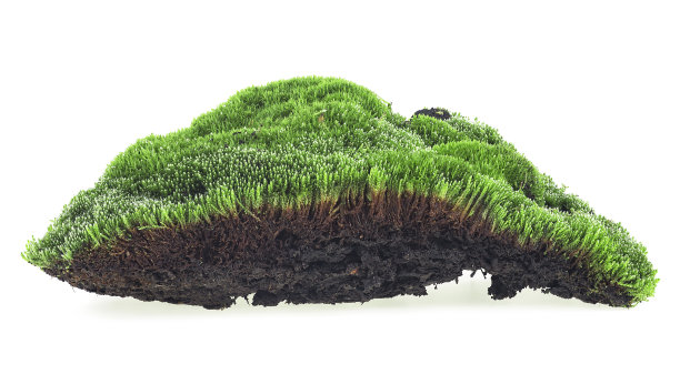 在白色背景上孤立的绿色苔藓的纵切面。森林苔藓。图片下载