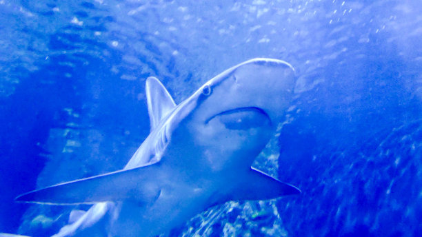 水族馆里满是美丽的热带鱼图片下载