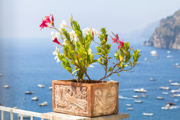 花盆户外图片下载