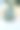 花园中的美洲龙舌兰植物特写图片下载