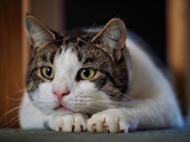 虎斑猫图片下载