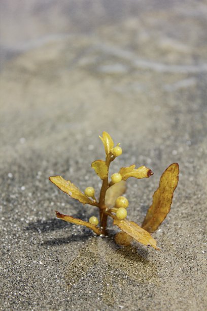 一片漂浮在海滩上的海藻图片下载