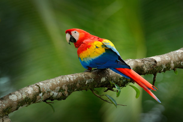 猩红色金刚鹦鹉，Ara澳门，小鸟坐在树枝上，巴西。热带森林的野生动物景象。美丽的鹦鹉在树上自由自在，在大自然中栖息。图片下载