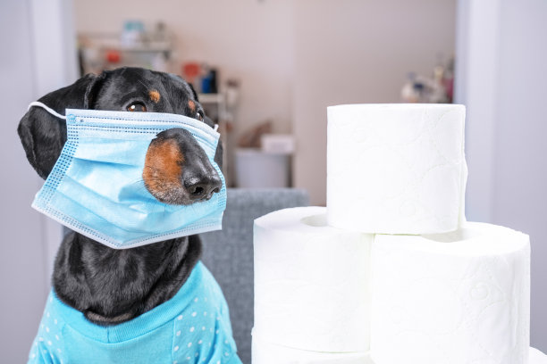 肖像腊肠犬，黑色和棕褐色，在一个有趣的保护面具，在一个长鼻子下面挖了一个洞，和一卷卫生纸。covidiot图片下载