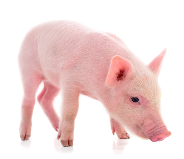 小粉红猪被隔离。图片下载
