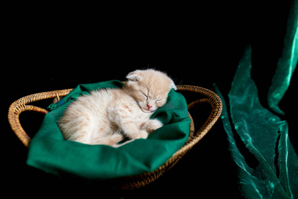 苏格兰折耳猫，英国短毛猫，睡在家里的篮子里。小猫的肖像。图片下载