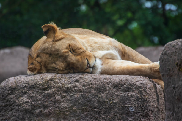 在德国的一个动物园里，一只母狮子躺在地上图片下载