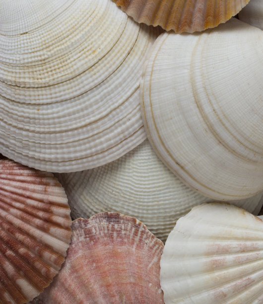 海贝壳的背景图片下载