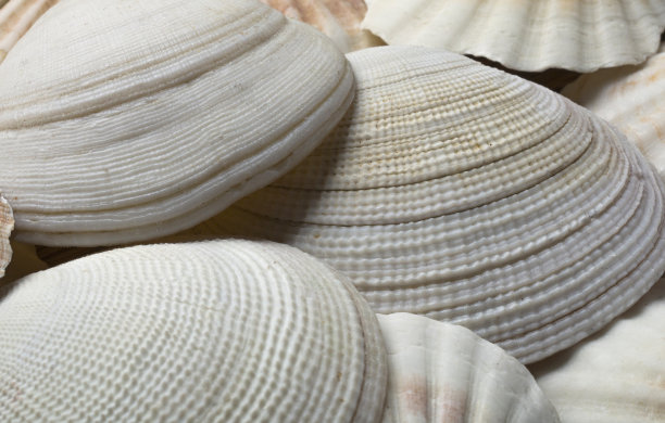 海贝壳的背景图片下载