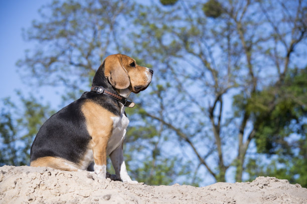 可爱的比格犬看自然图片下载