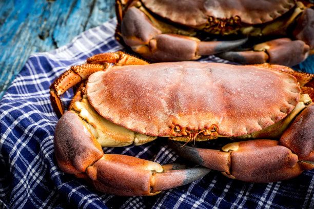 在质朴的蓝色木桌上，水手格子桌布上放着煮熟的大蟹(巨蟹座)海牛图片下载