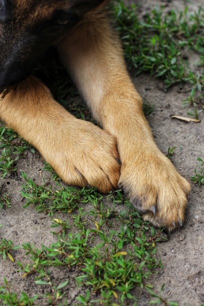 德国牧羊犬的爪子特写素材图片