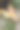 德国牧羊犬的爪子特写素材图片