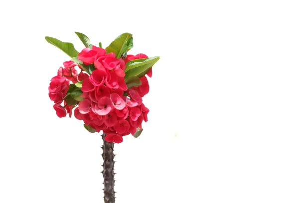 在选择焦点红色的荆棘花花冠与绿色的叶子在白色孤立的背景图片下载