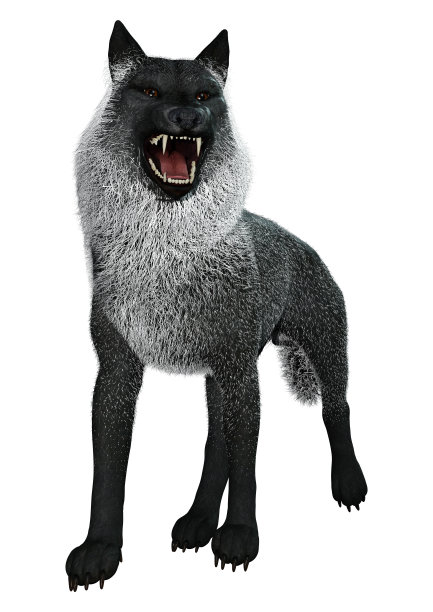 3D插图黑狼在白色图片下载
