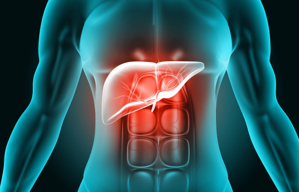 人体与肝脏解剖图片下载