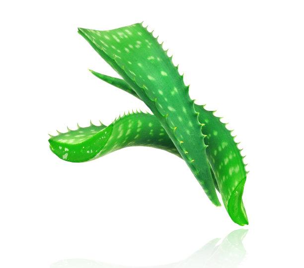 三根芦荟茎在白色背景上的特写图片下载