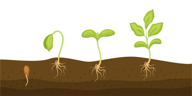 种子发芽在土壤载体插图孤立在白色图片下载