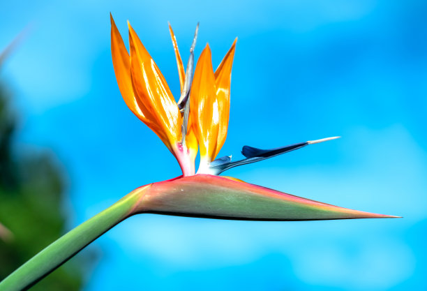 天堂鸟，鲜花盛开在爱情的花园里图片下载