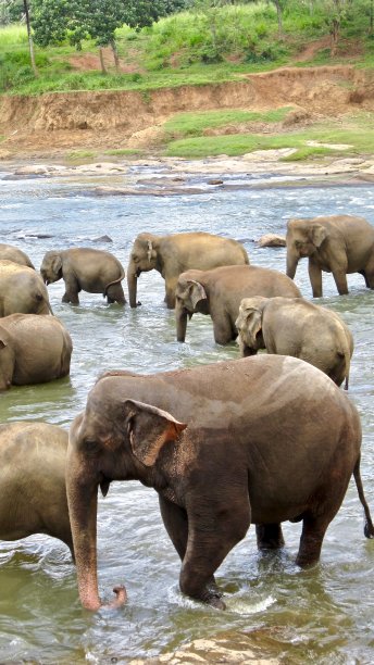 2008年10月23日，斯里兰卡大象，大象在河里洗澡，斯里兰卡图片下载