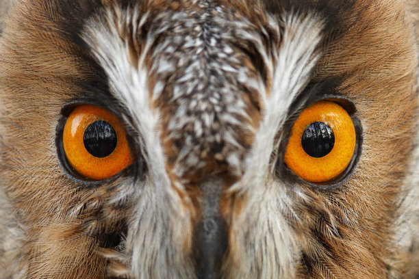 猫头鹰眼睛的细节。近距离肖像长耳猫头鹰坐在树枝上在落叶松森林秋天。来自自然栖息地的野生动物景象。橙色的大眼睛，人脸肖像。图片下载