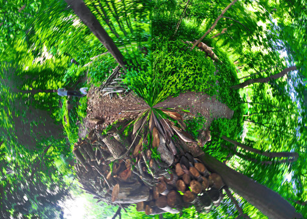 绿色的森林和柴火的圆形全景图片下载