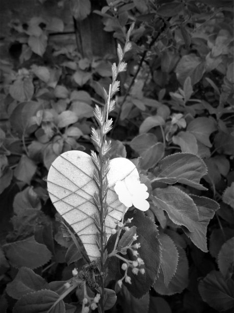 失去的心图片下载