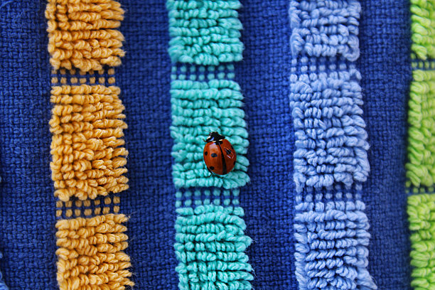 瓢虫躺在毛巾上图片下载