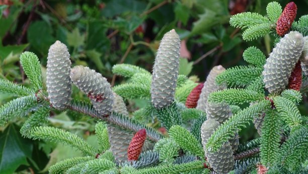 云杉上的绿色球果。背景图片。图片下载