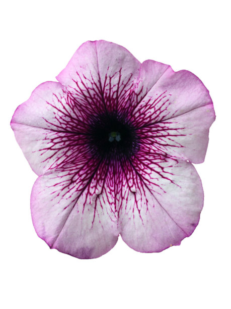 矮牵牛花粉红色花近距离观看孤立在白色图片下载