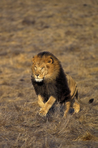 非洲狮，雄性狮子，在大草原上奔跑图片下载