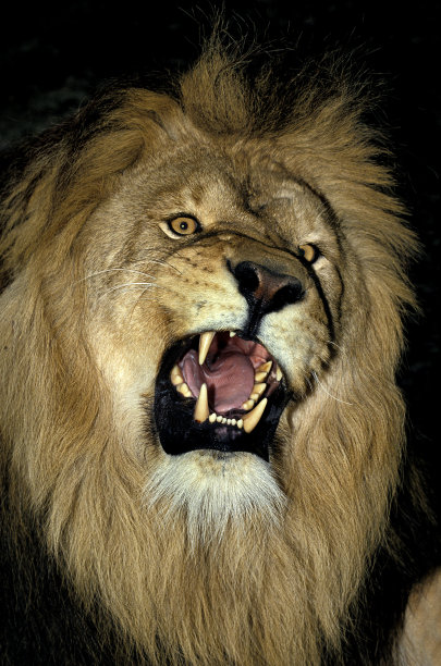 非洲狮豹狮子，雄性咆哮的肖像图片下载