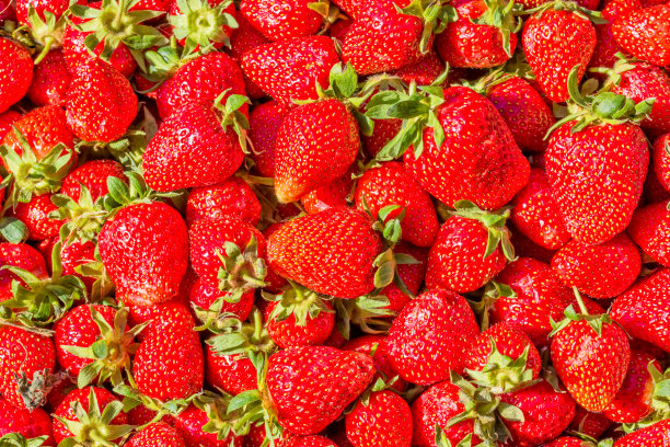 草莓。红色成熟的有机浆果，特写。水果的背景图片下载