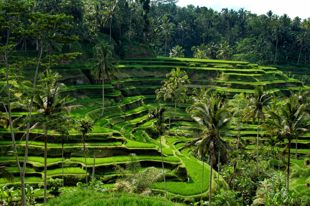 巴厘岛的稻田图片下载