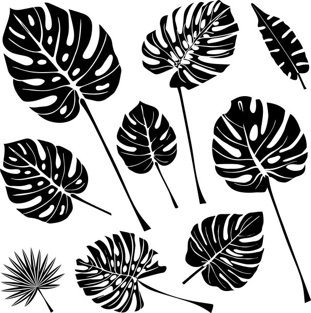 设置热带叶子图标孤立在白色图片下载
