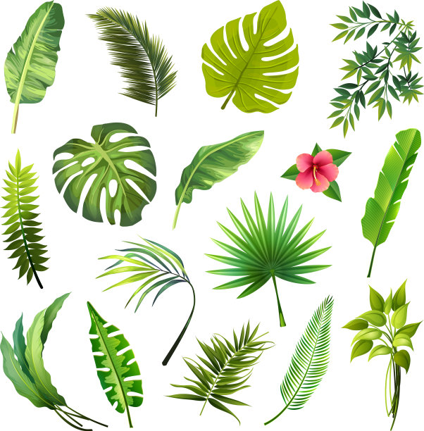 设置热带叶子图标孤立在白色图片下载