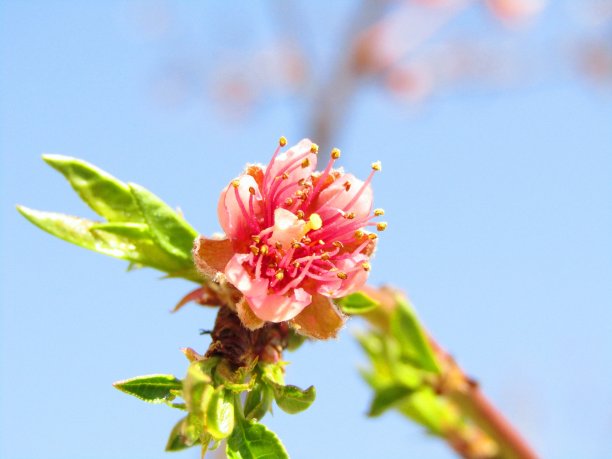 美丽的桃树在春天开花图片下载